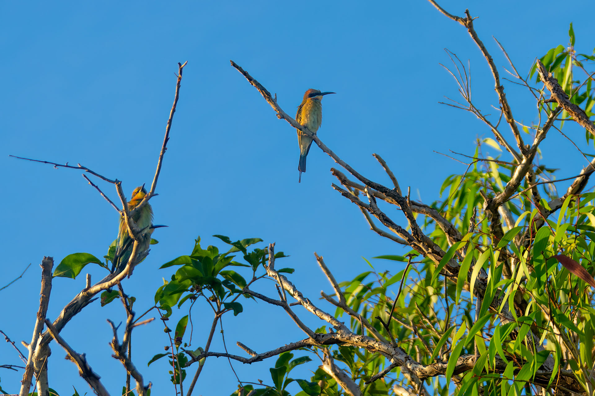 Kakadu National Park - Bootstour im Yellow Water Billabong - Weißkinn-Honigschmecker